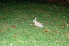 Bunny in our lawn that looks like Twinkle Vegas, the wild school bunny