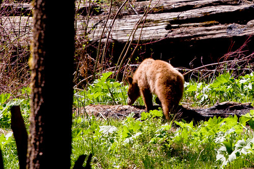 American Black Bear, Sequoia National Park