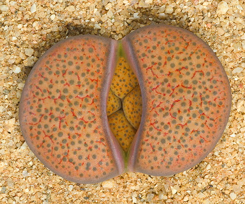 Lithops fulviceps C170 by f.arias