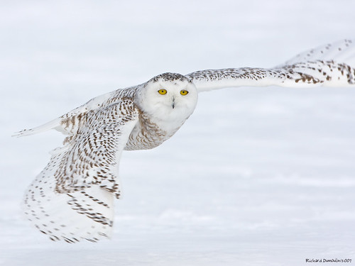Snowy owl -look at me- in flight by RichardDumoulin.