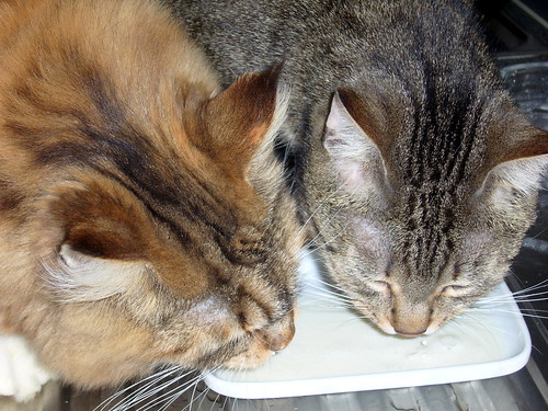 Wir teilen, aber nur die Katzenmilch!