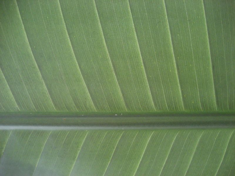 Large leaf