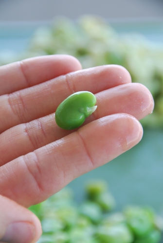 fava bean in my hand