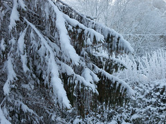 Snow on a fir tree