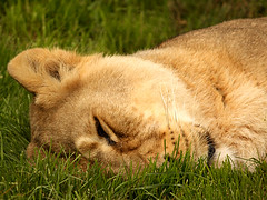 Sleeping lion