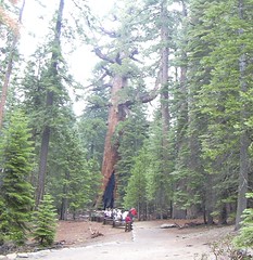 Approaching the Grizzly Giant, Mariposa Grove, Yosemite