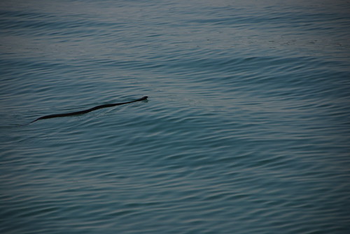 Snake On The Lake