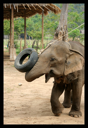 Elephant Nature Park, Chiang Mai Thailand 2/08