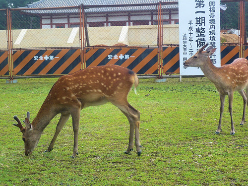Deers near Kofukuji Temple