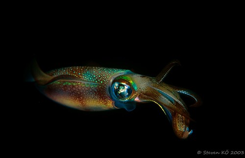 squid at night