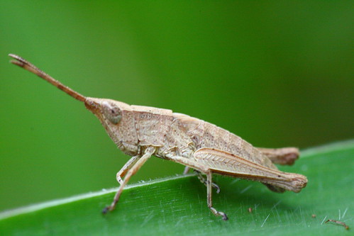 Grasshopper (Orthoptera) @ Awana, Genting