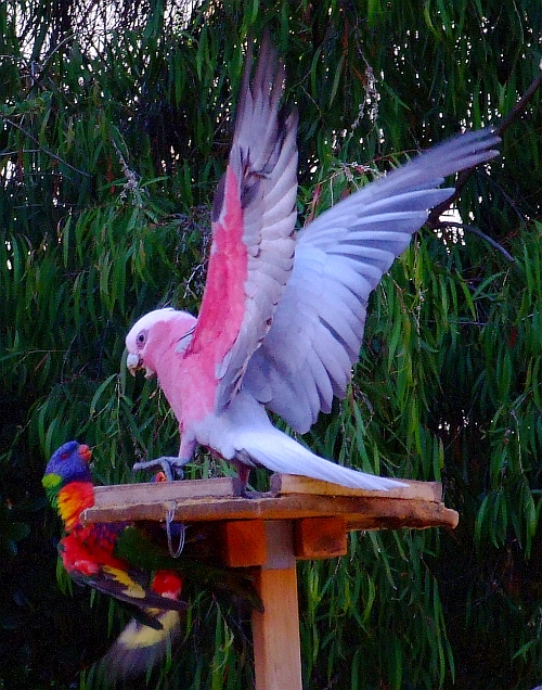 parrot fight03