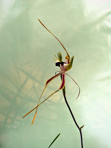 Green-comb Spider-orchid - Caladenia dilatata