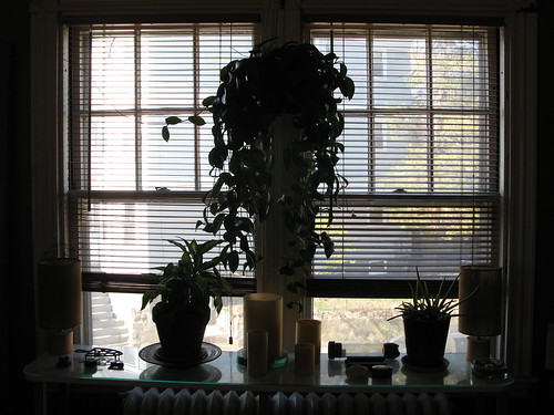 living room wallpaper samples. wallpaper samples middot; living room window and plants!