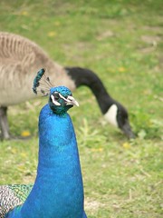 Peacock and Goose