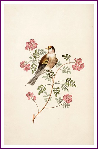 0013-The goldfinch