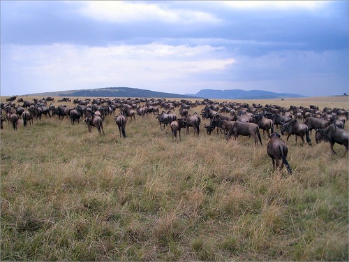 你拍攝的 93 Masai Mara - Wildebeest。