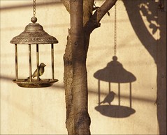 The Bird feeder