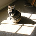 Kitty-sunlight-3