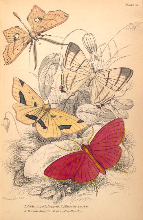 1. Asthenia podaliriaria; 2. Macrotes netrix; 3. Venilia Sospita; 4. Eumelia Rosalia.  (1843)