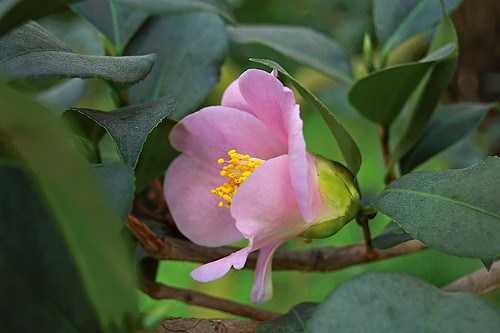 Missouri Botanical ("Shaw's") Garden, in Saint Louis, Missouri, USA - pink camellia flower
