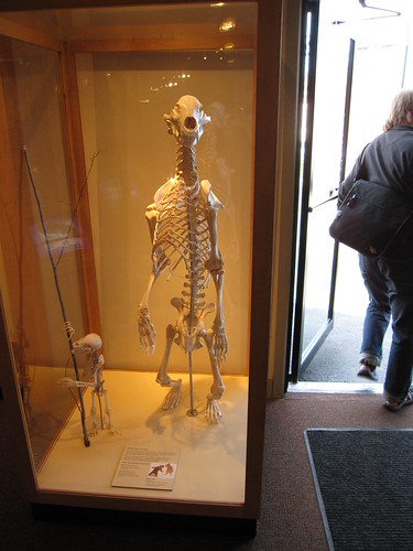 montana - bear skeleton