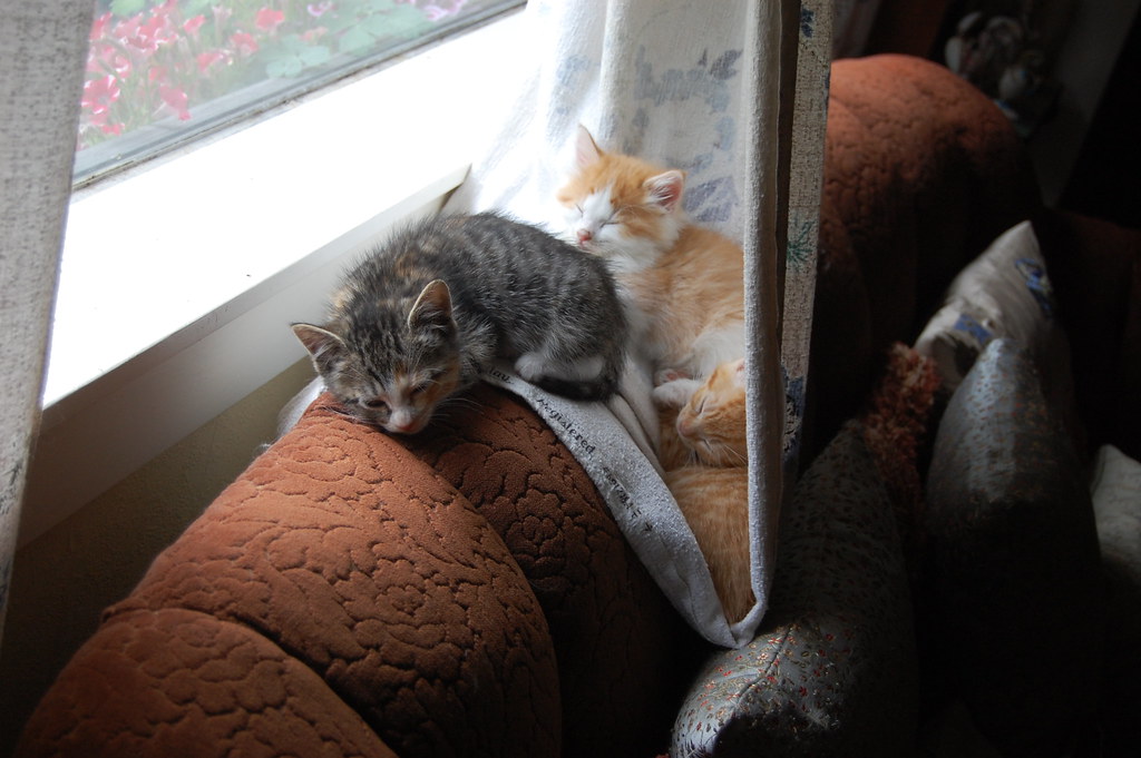 kitten curtain hammock