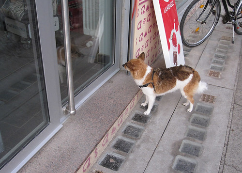 Wartender Hund, Dänenstraße