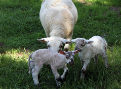 Late lambs