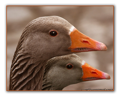 double duck by Franomilano