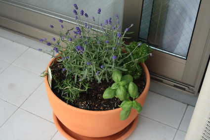 the herb pot