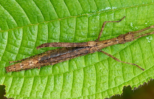 DSC_0010_Stick Insect (Asceles tanarata singapura)