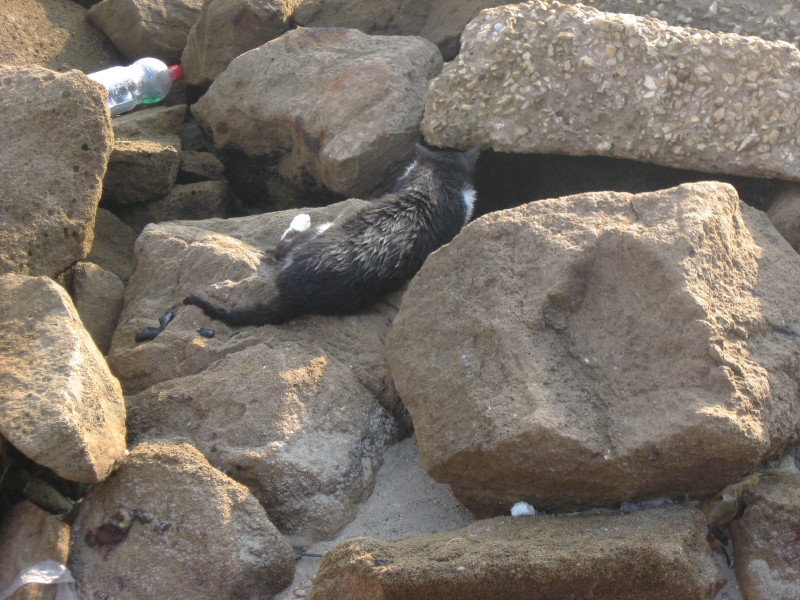25-7-2008-cat-on-the-rocks-