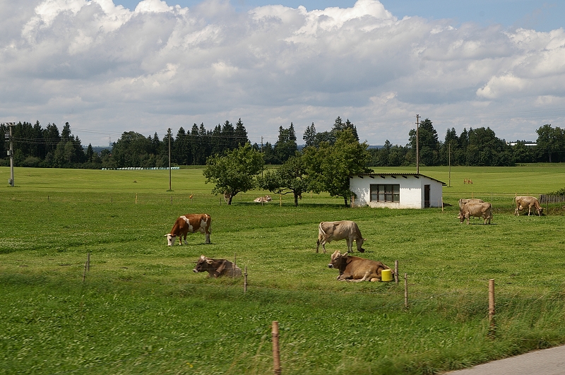 沿途一景05 又是一堆牛在吃草 有的累了還在休息.jpg