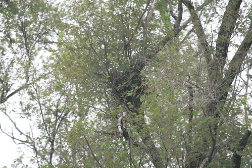 Mississippi Kite Nest