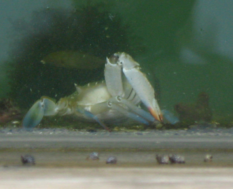13-9-2008-crab12