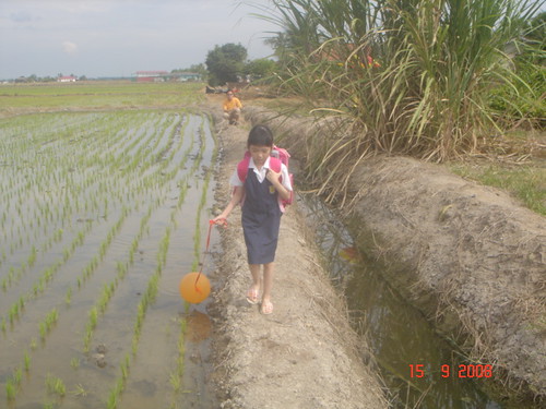 Crossing the paddy field as I watch