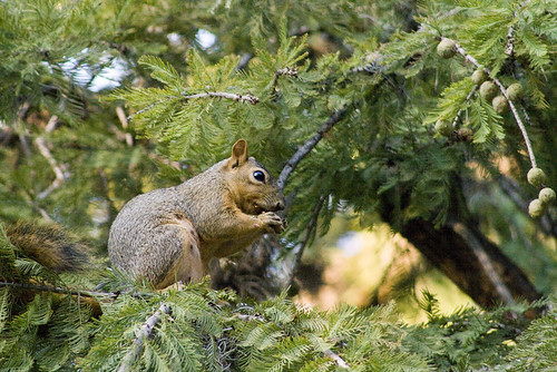 Squirrell092908_sm
