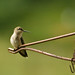 Hummingbirds-4943
