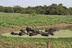 wallowing buffalo