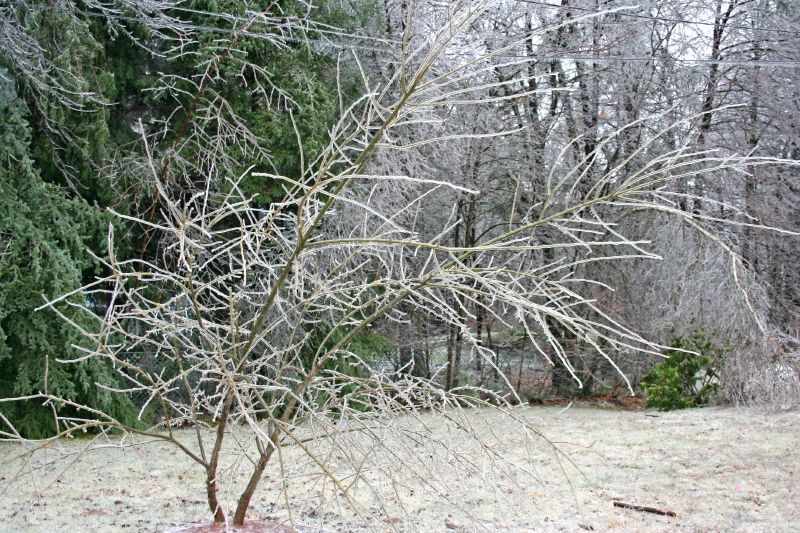 our poor silver maple