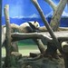 Taipei Zoo Pandas 4