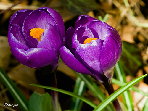 Tween Iris Bloom