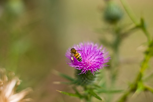thistle and bee, bee and thistle