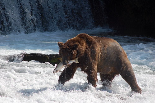 big bear with salmon