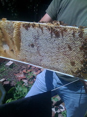 Beekeeping in Alphabet City