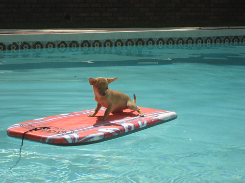 Chihuahua Surfing