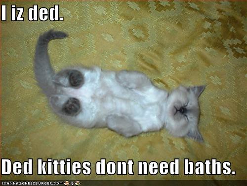 funny-pictures-kitten-avoids-bath-plays-dead