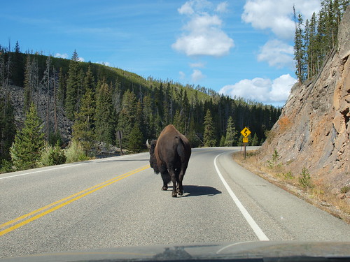 Bison Crossing, Yellowstone NP