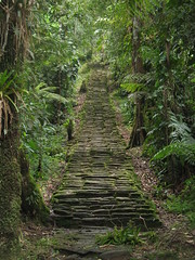 jungle-stairs